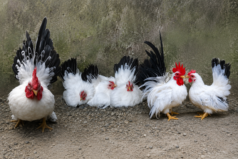 Mengenal Ayam Chabo, Ayam Kate Unik Asal Jepang yang Populer di Indonesia