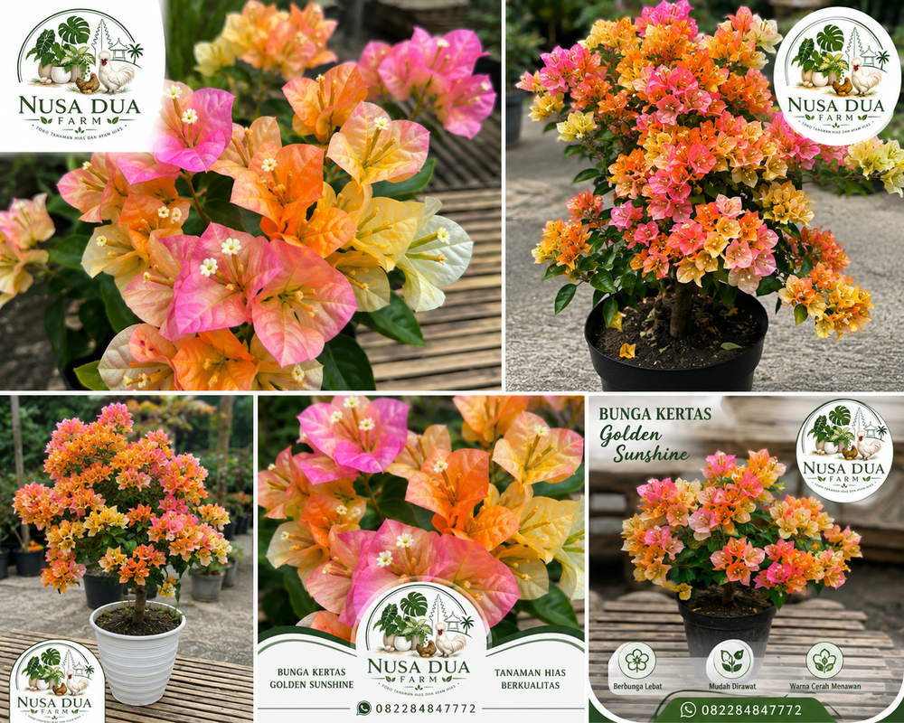 Mengenal Bougenville Golden SunShine - Bunga Kertas Import