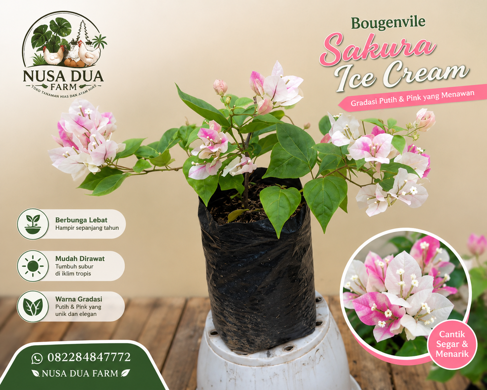 Warna Bunga Bougenvile Sakura Ice Cream - Bunga Kertas Import 