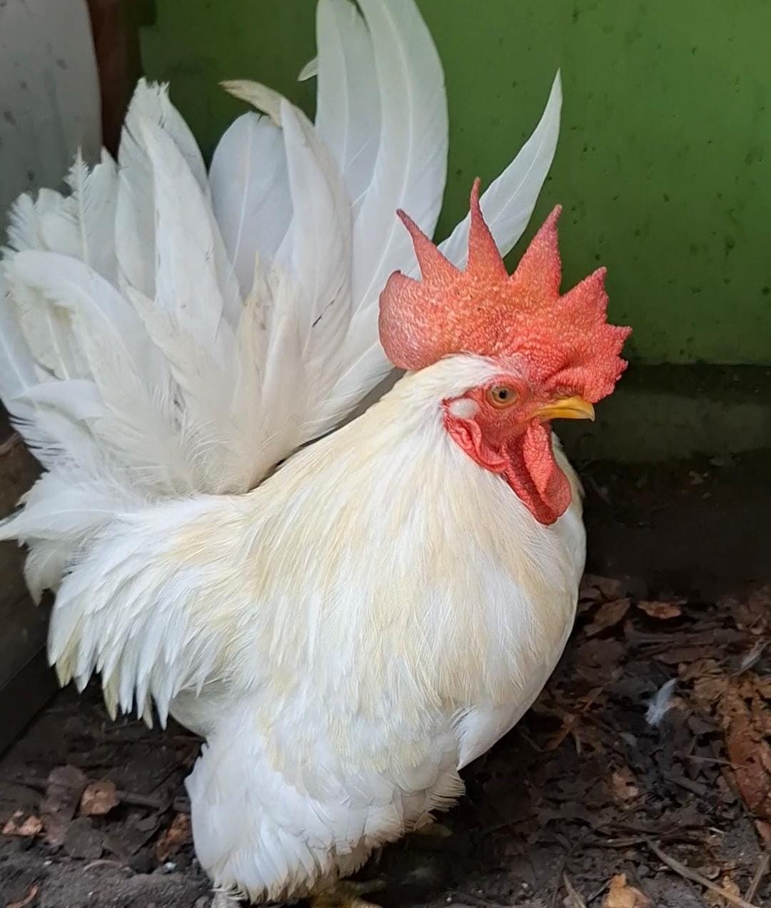 Ayam Kate Unggul Pekanbaru