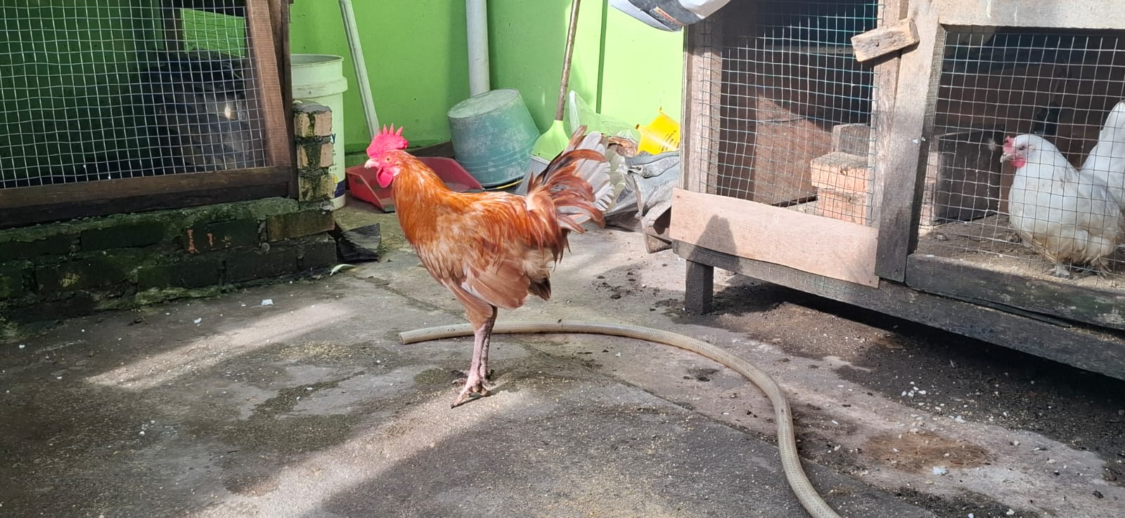 Ayam Elba Petelur 5 Bulan Pekanbaru