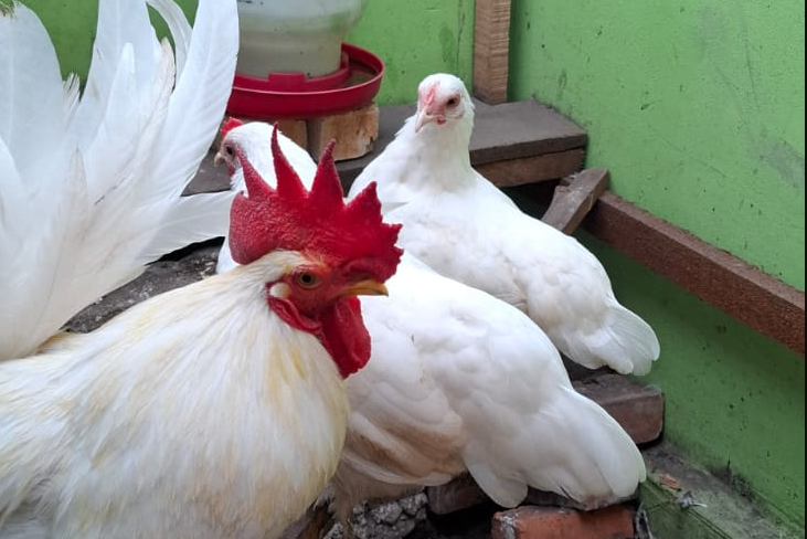 Ayam Kate Simbar Betina Putih