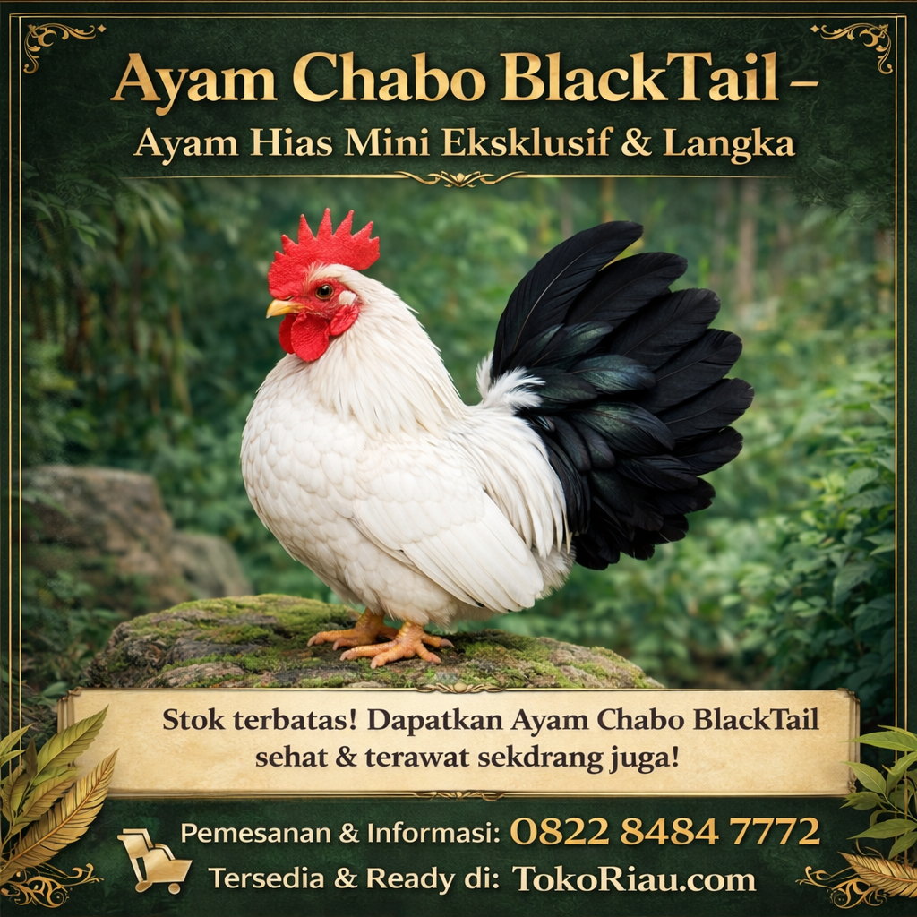 Ayam Chabo BlackTail Ceper 3 Bulan - Khas Thailand