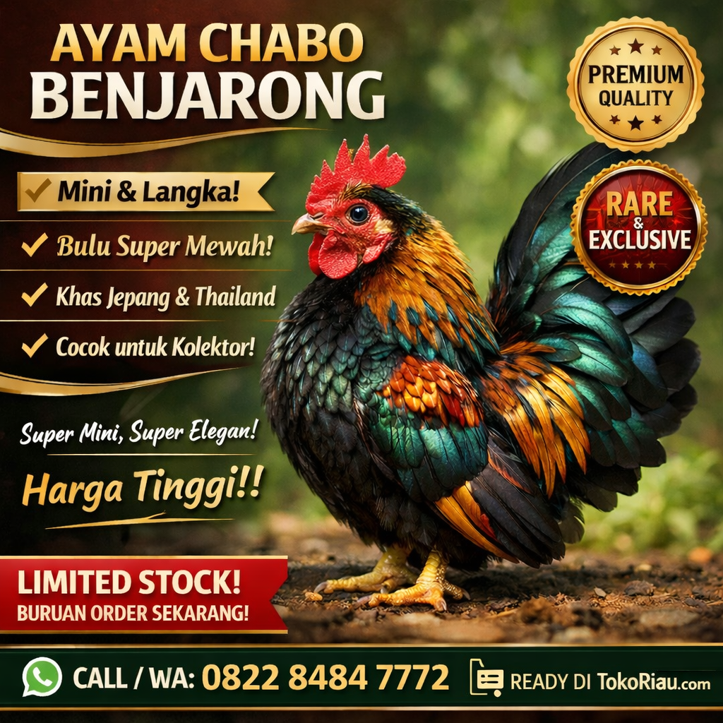 Dijual Ayam Chabo Benjarong 3 Bulan Pekanbaru Riau