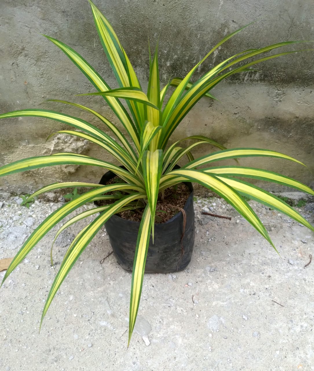 Bunga Pandan Mini Pekanbaru