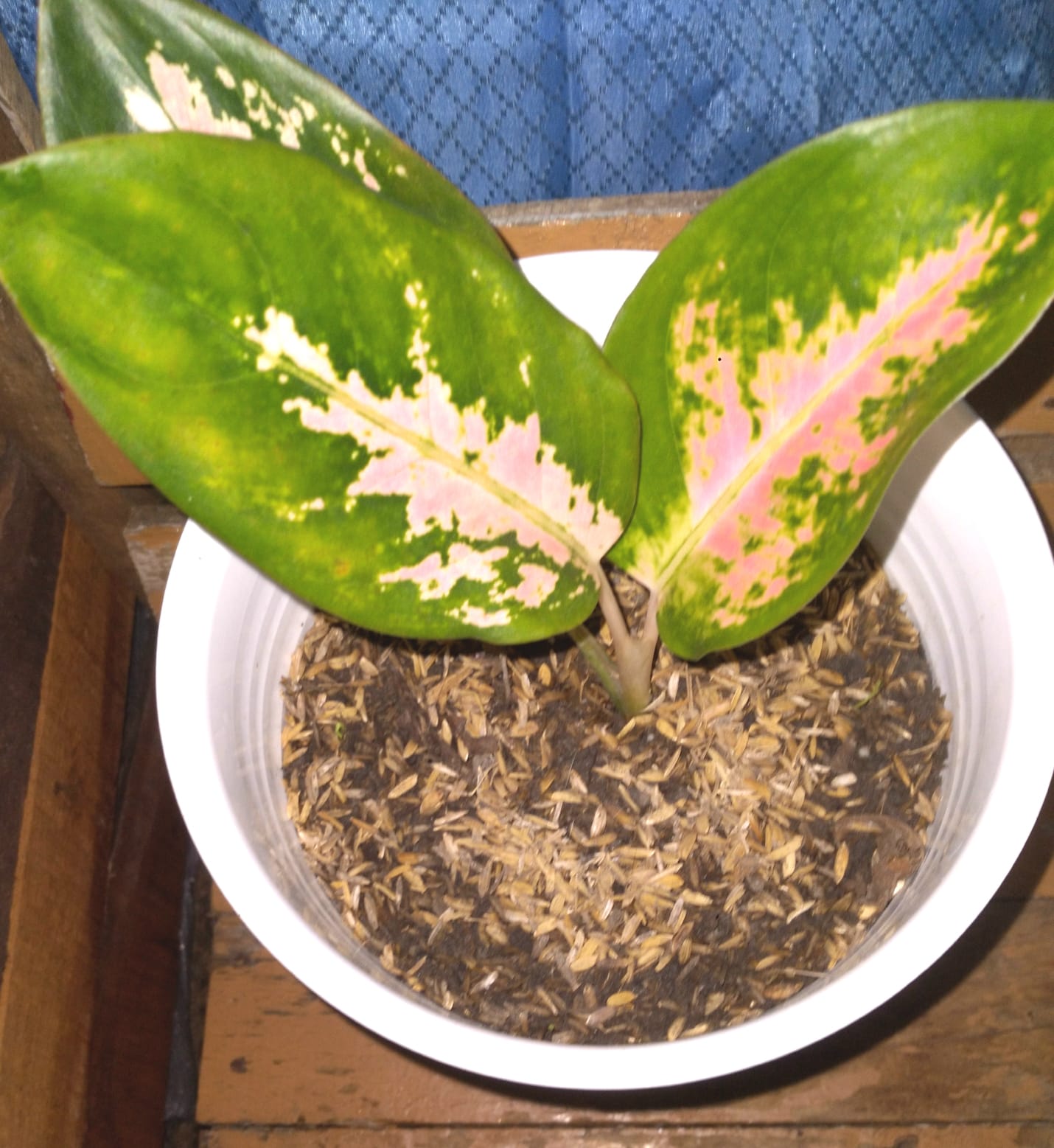 Bunga Aglaonema Kochin Pink Dalam Pot Tawon 181