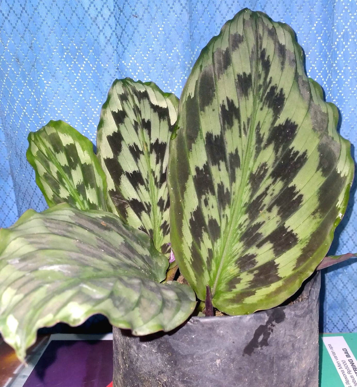 Bunga Calathea Merak Pekanbaru