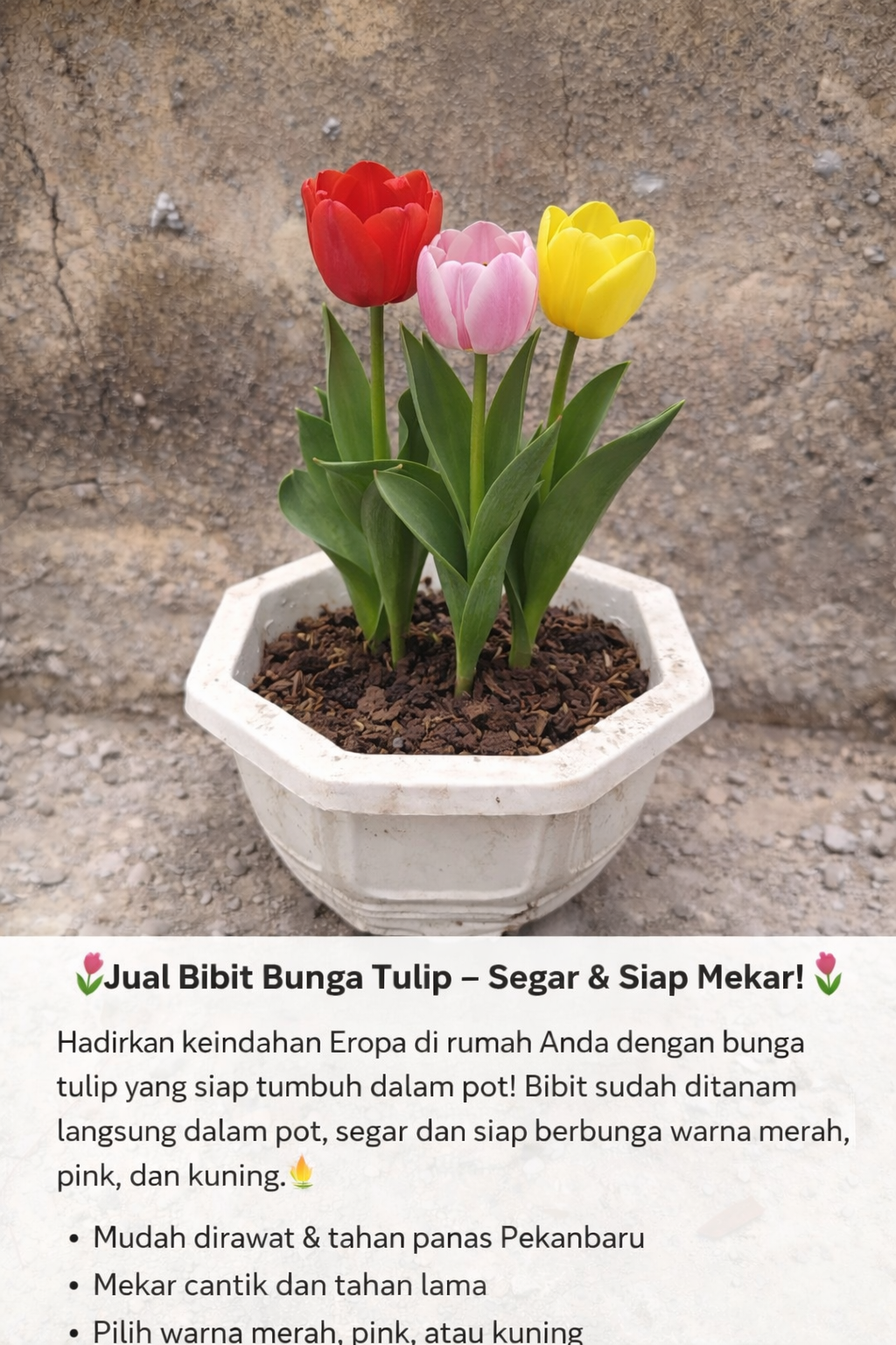 Bunga Tulip Pekanbaru