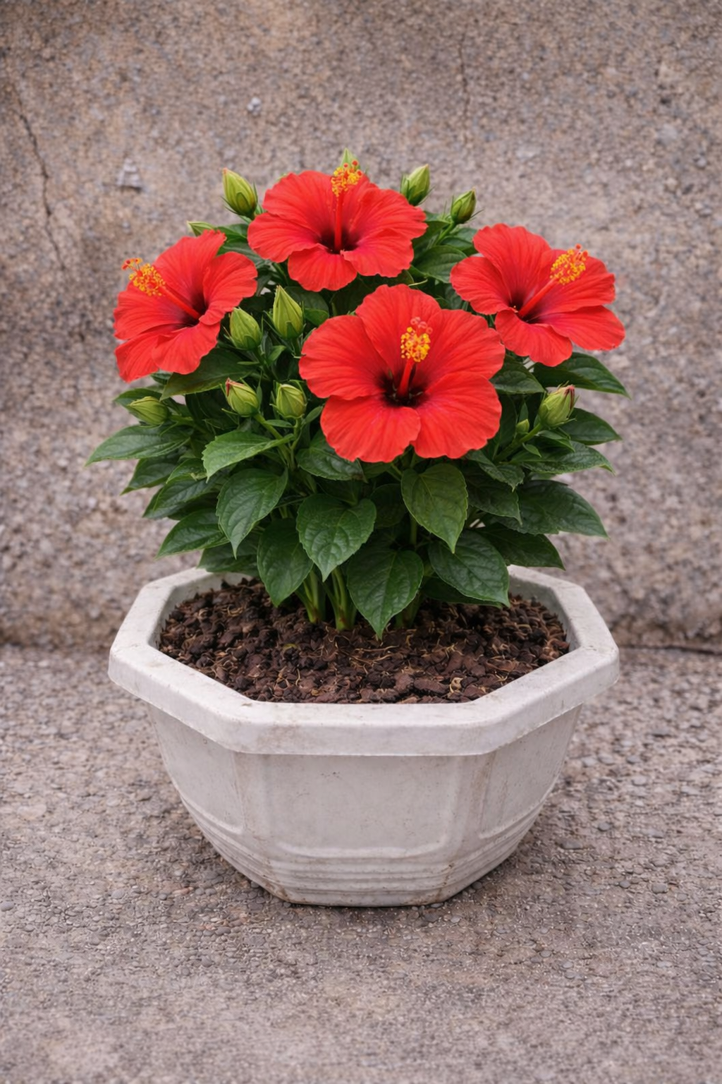 Bunga Kembang Sepatu Pekanbaru