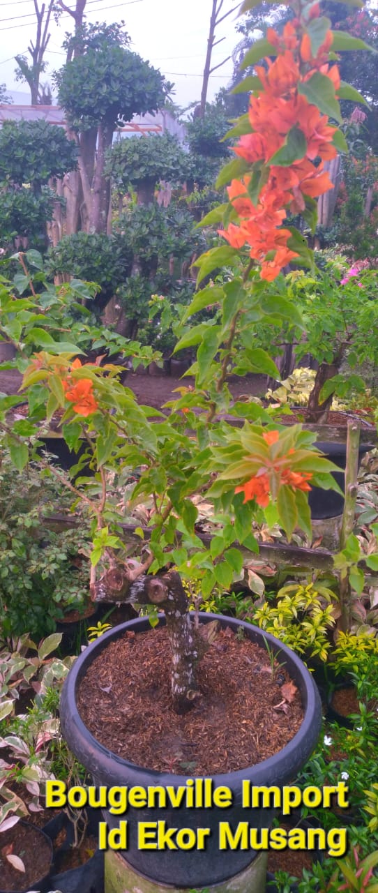 Bunga Bougenville Import Id Ekor Musang Pekanbaru