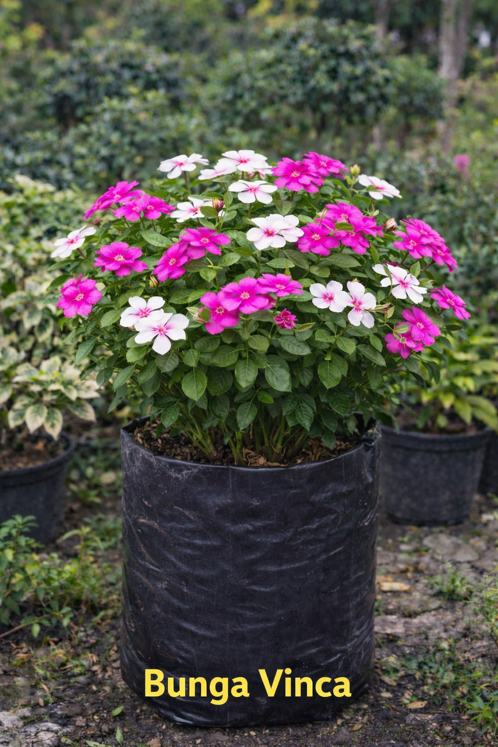 Bunga Vinca Pekanbaru