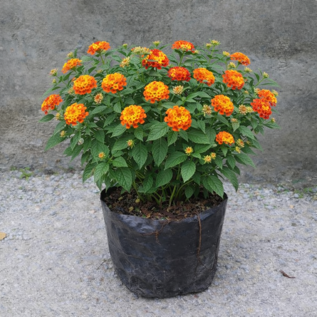 Bunga Tahi Ayam Pekanbaru