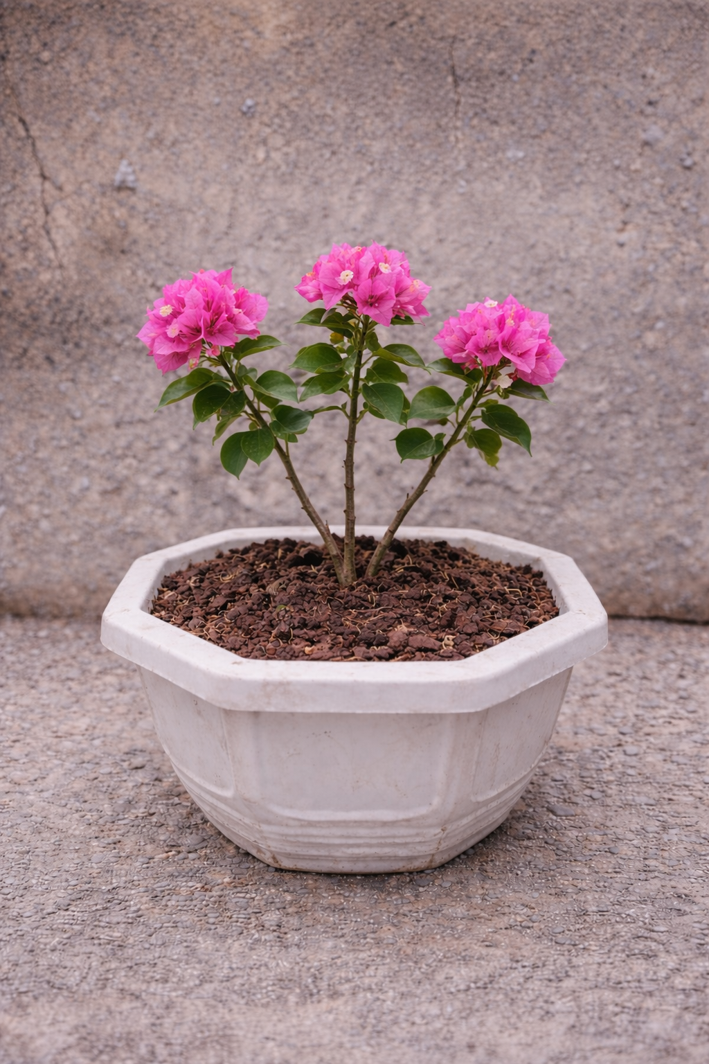 Bunga Bougenville Import Pink Pekanbaru