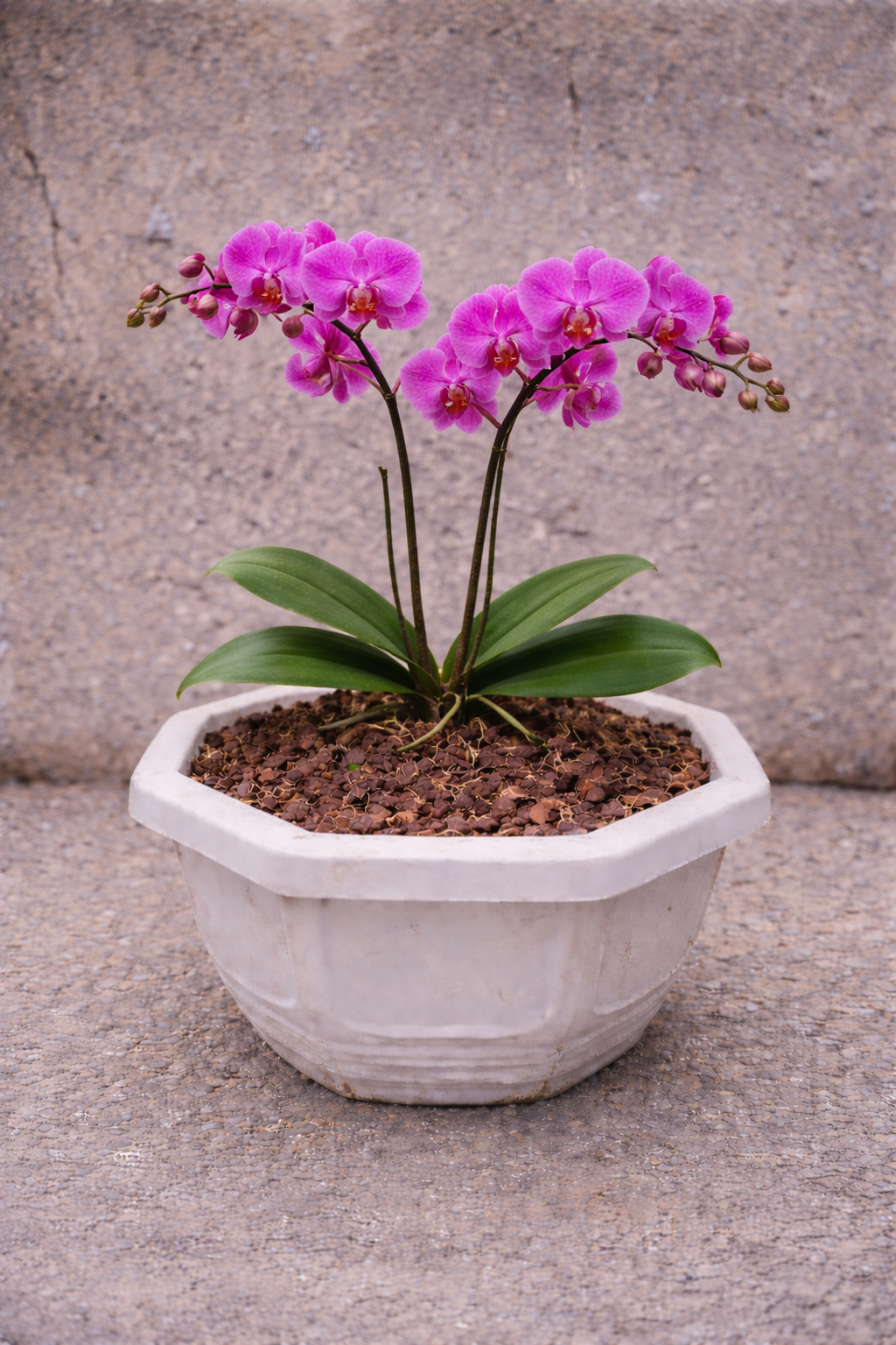 Bunga Anggrek Unggu Pekanbaru