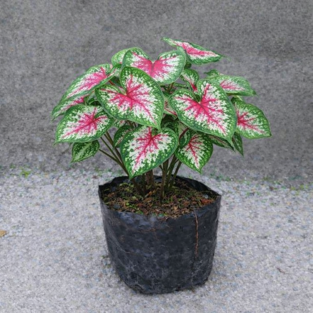 Bunga Keladi / Caladium Pekanbaru