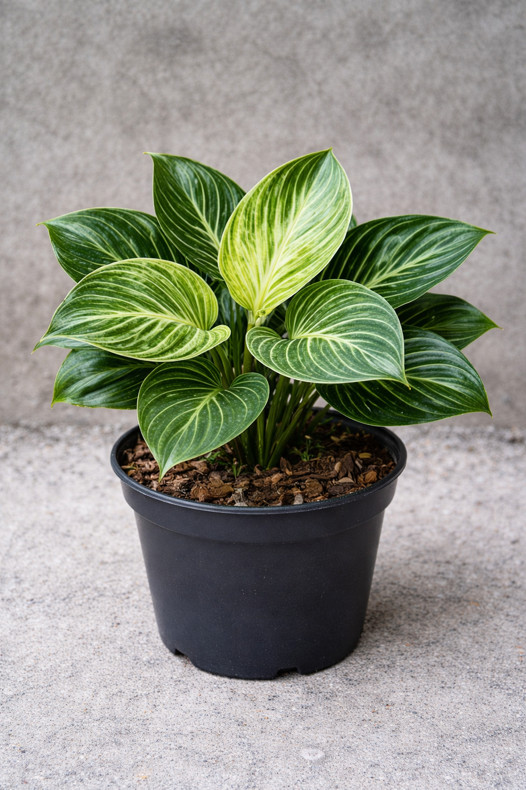 Bunga Philodendron / Sirih Belanda Pekanbaru