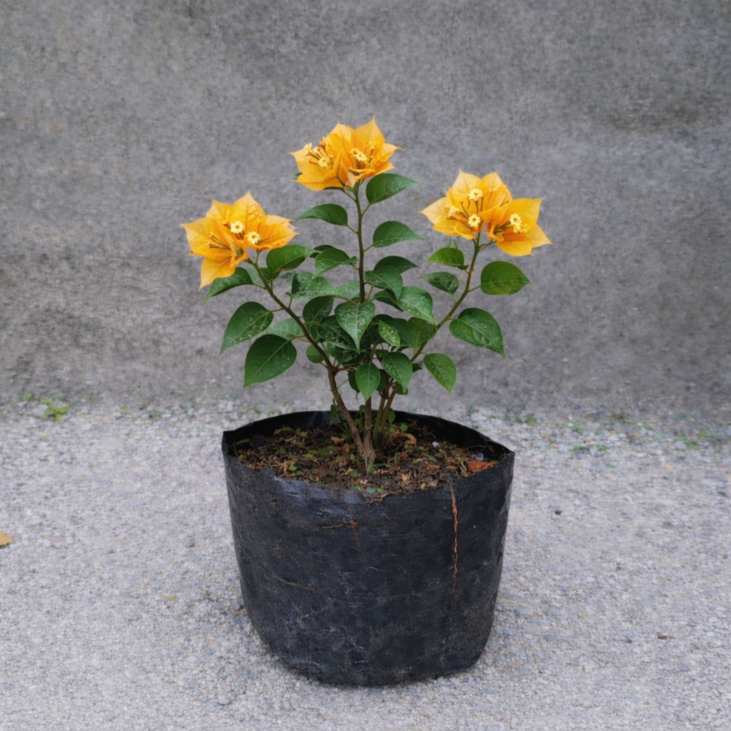 Bunga Bougenville Import Golden Sunshine Pekanbaru