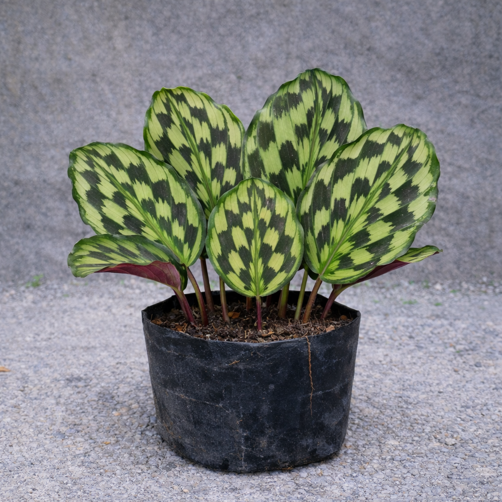Bunga Calathea Merak Pekanbaru