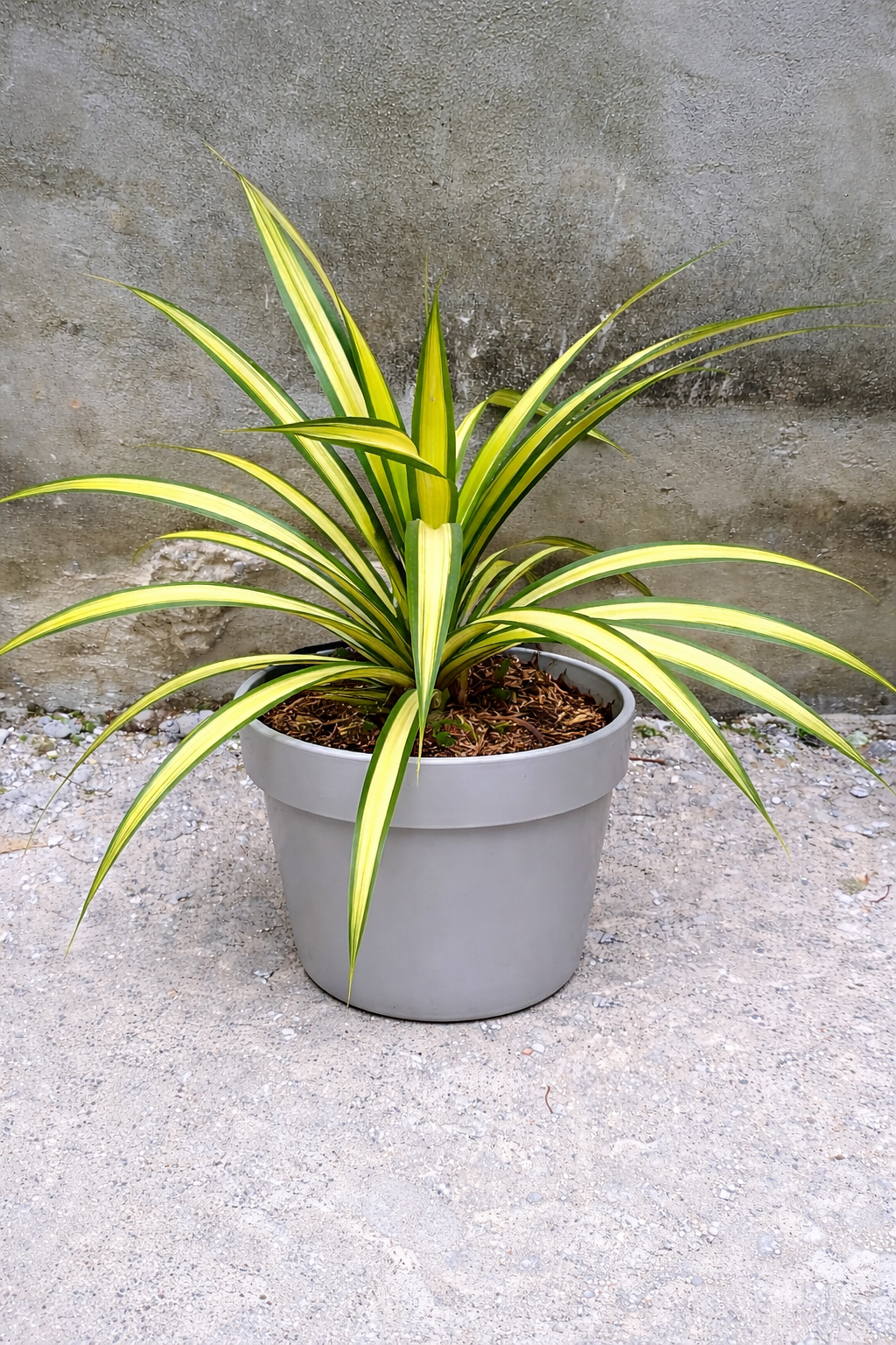 Bunga Lili Paris Pekanbaru