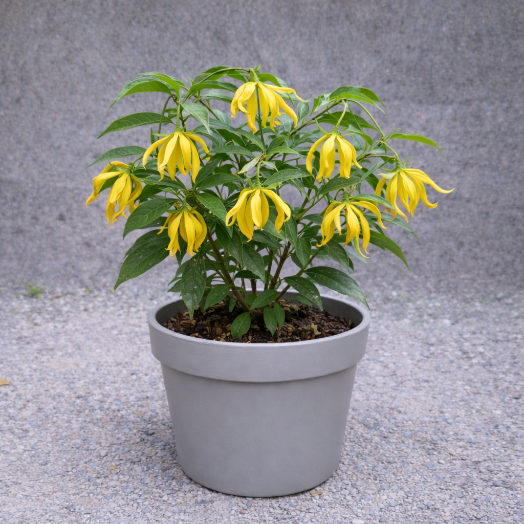 Bunga Kenanga Cantik Pekanbaru