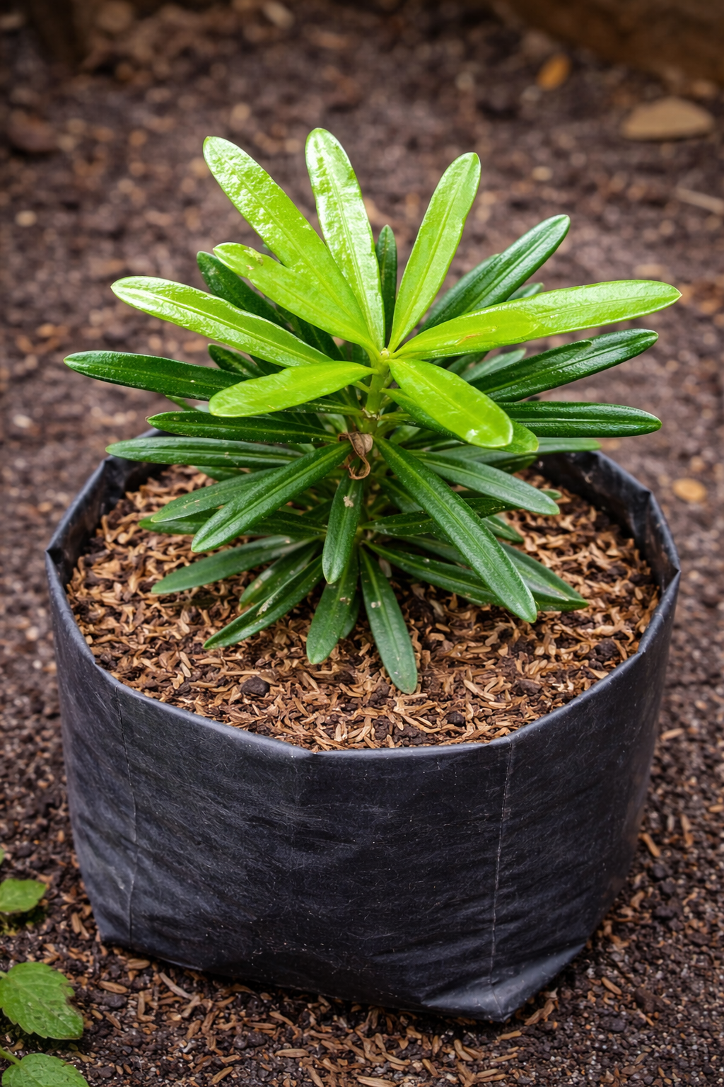 Bunga Bonsai Luhansung Pekanbaru