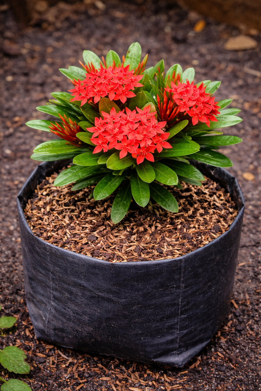 Bunga Soka Pekanbaru