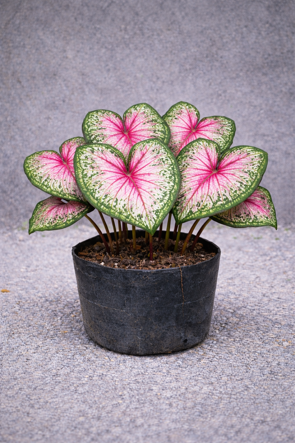 Bunga Keladi Caladium Pekanbaru