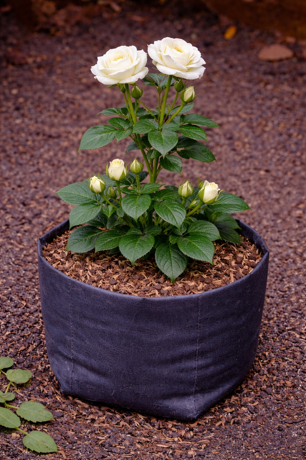 Bunga Mawar Putih Cantik Pekanbaru