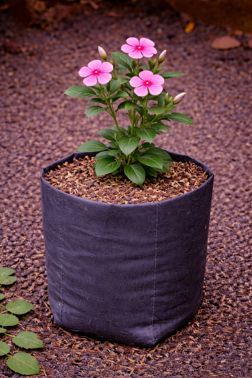 Bunga Vinca / Tapak Dara Pekanbaru