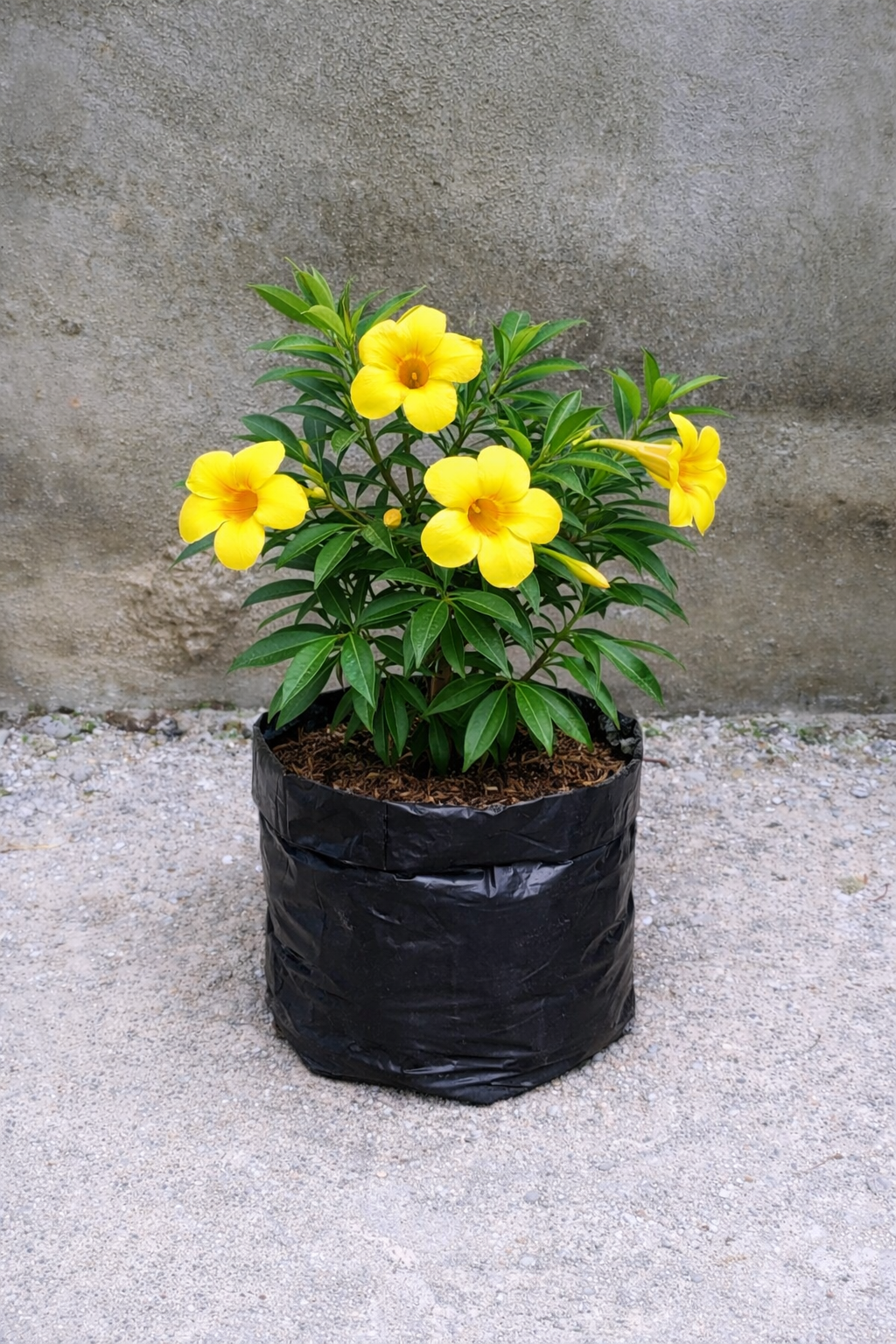 Bunga Alamanda Pekanbaru