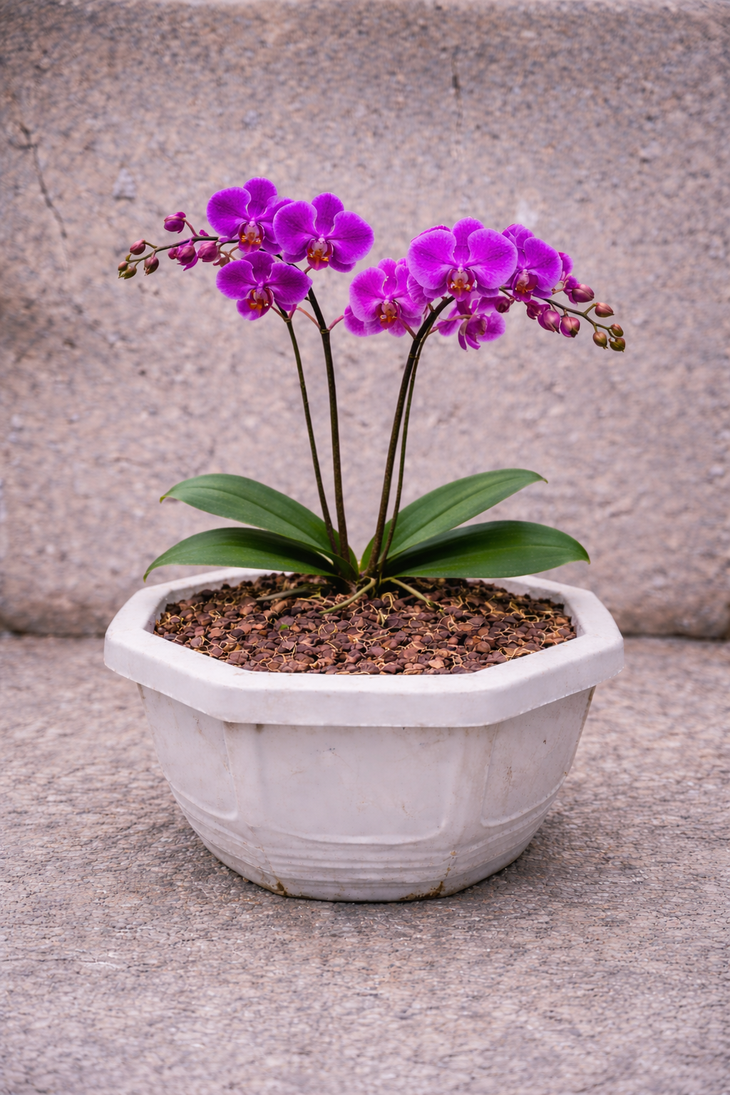 Bunga Anggrek Unggu Pekanbaru