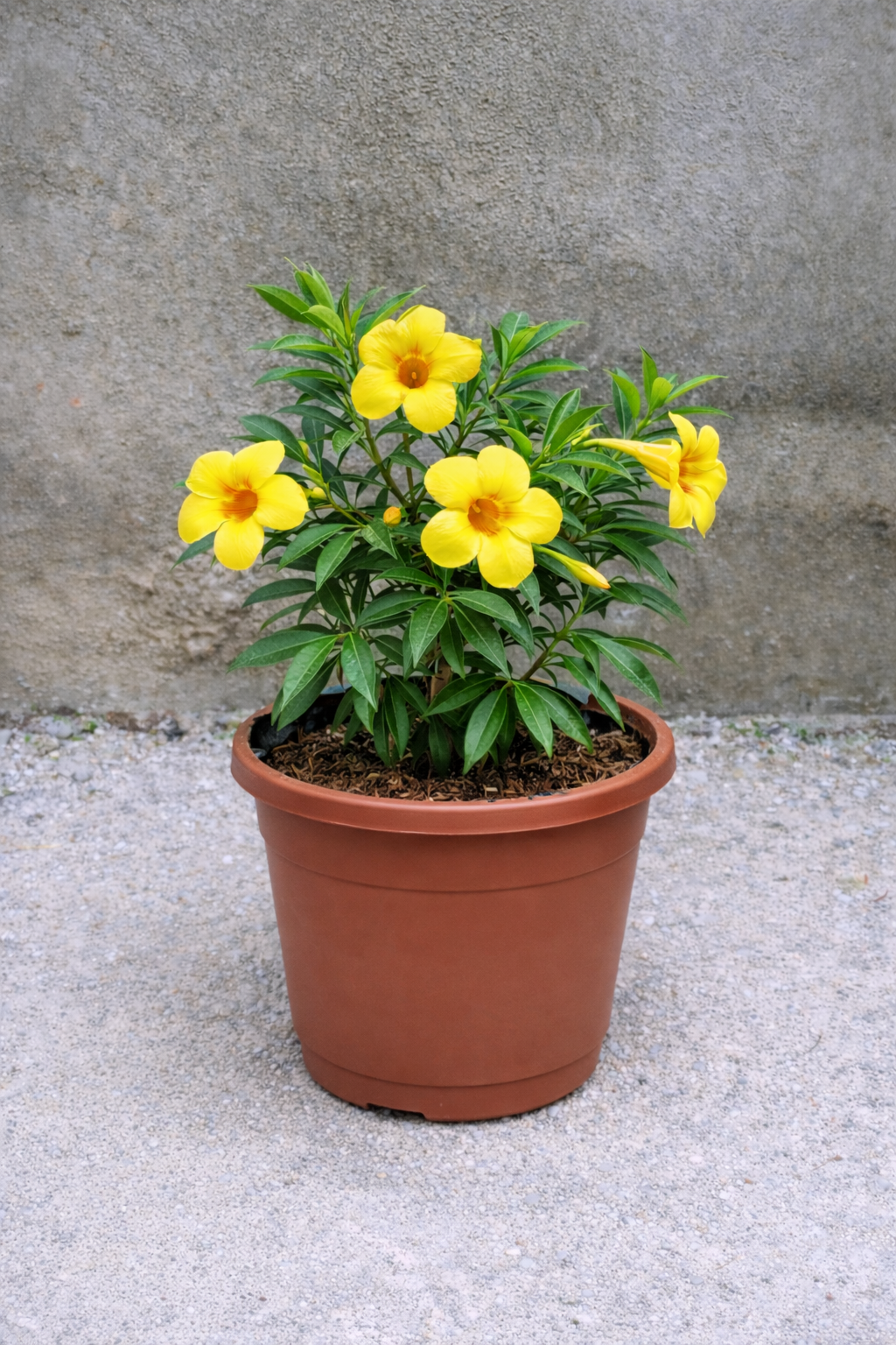 Bunga Alamanda Kuning Pekanbaru