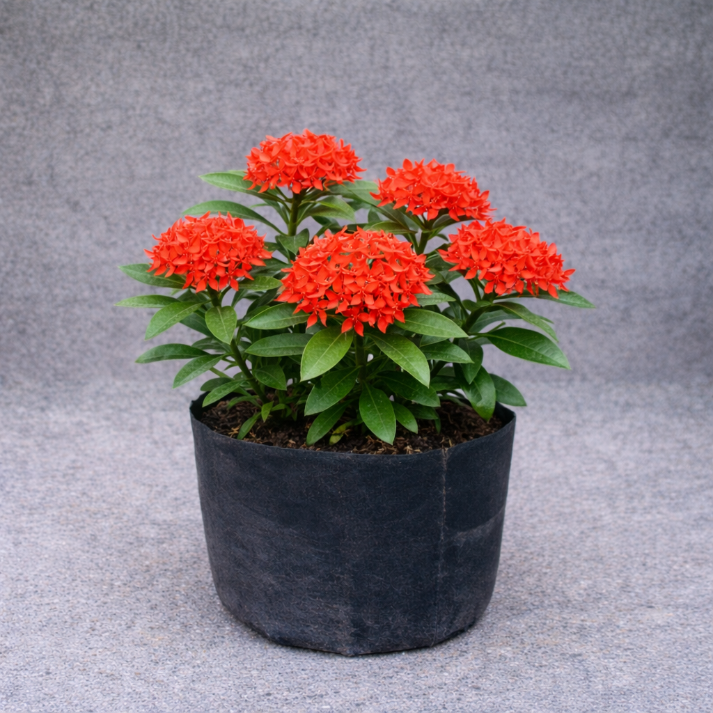 Bunga Soka Pekanbaru