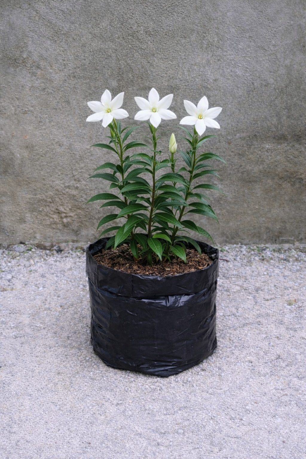 Bunga Kantil / Cempaka Putih Pekanbaru