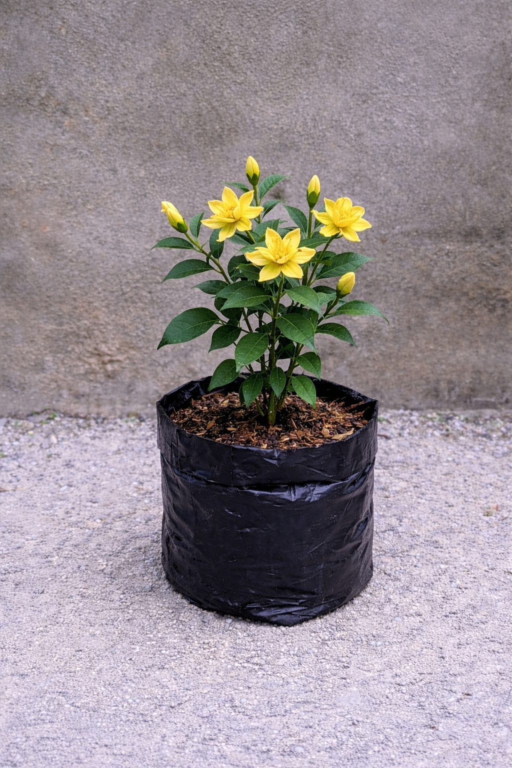 bunga Kantil Kuning pekanbaru