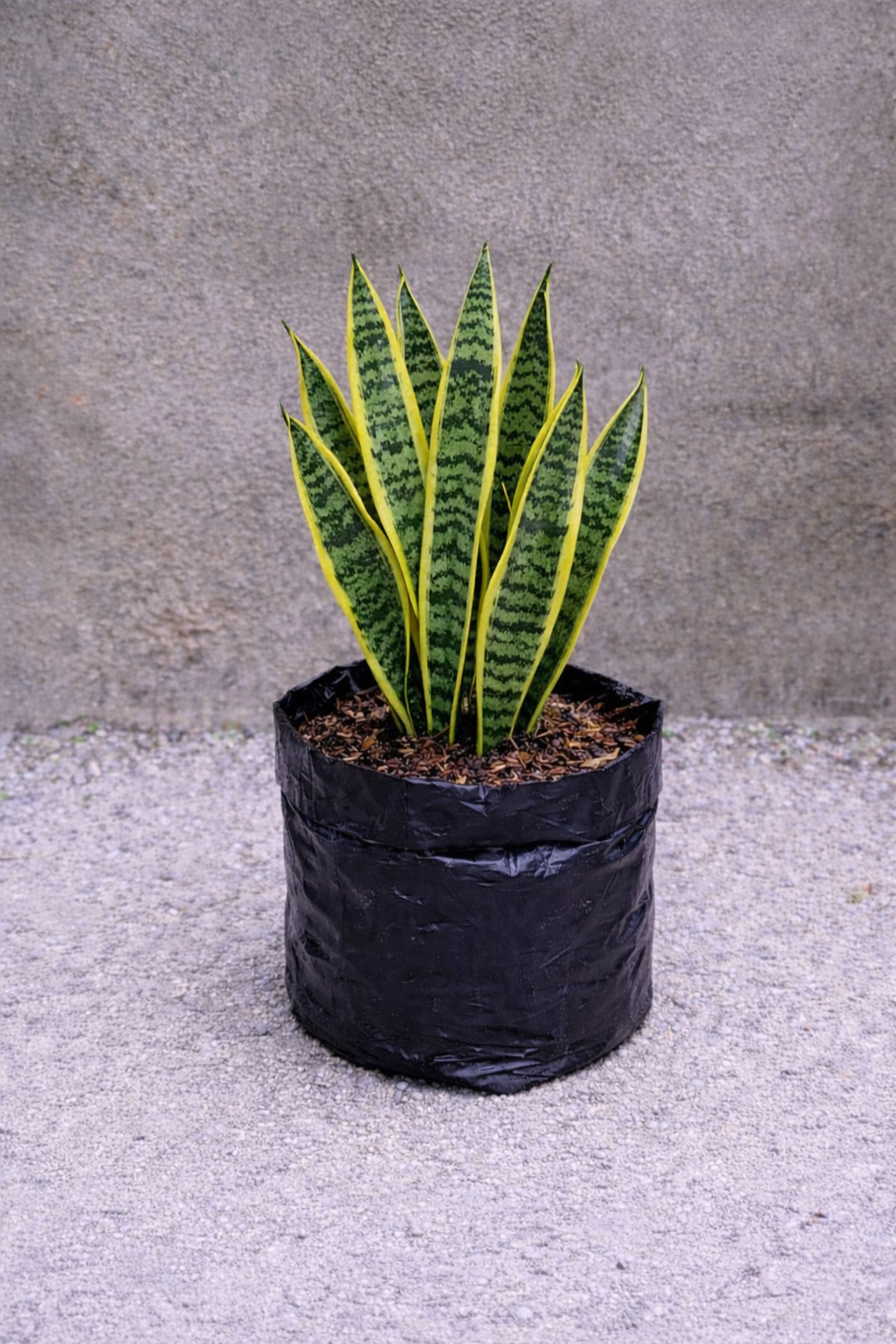 Bunga Lidah Mertua Pekanbaru