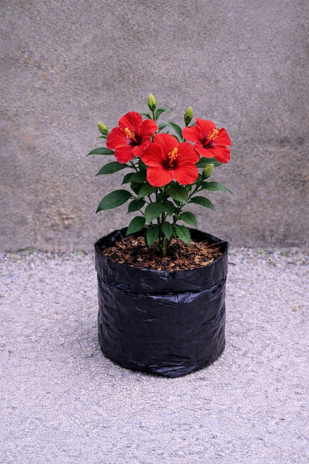 Bunga Kembang Sepatu Merah Pekanbaru