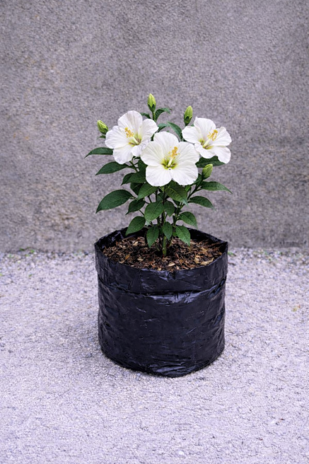 Bunga Kembang Sepatu Putih Pekanbaru