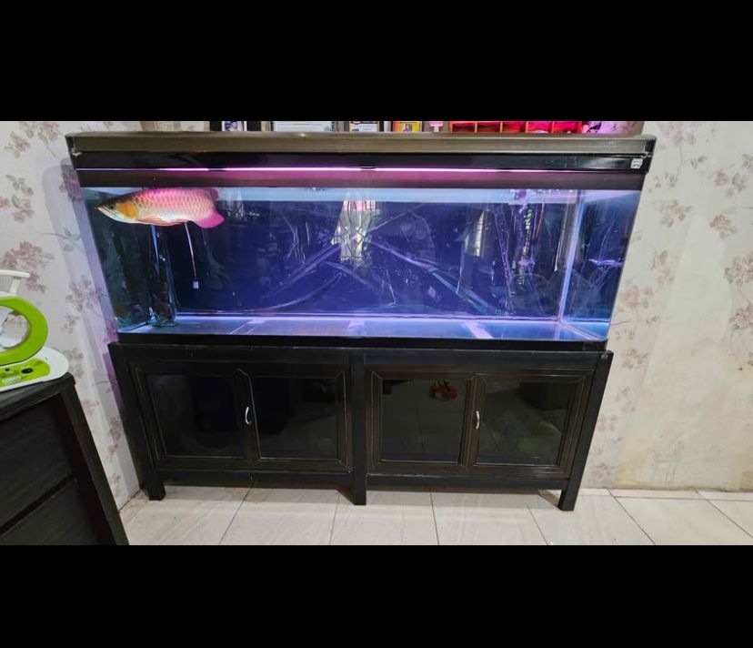 Aquarium Boyu Premium – Tampilan Mewah, Kualitas Terjamin! / Pekanbaru