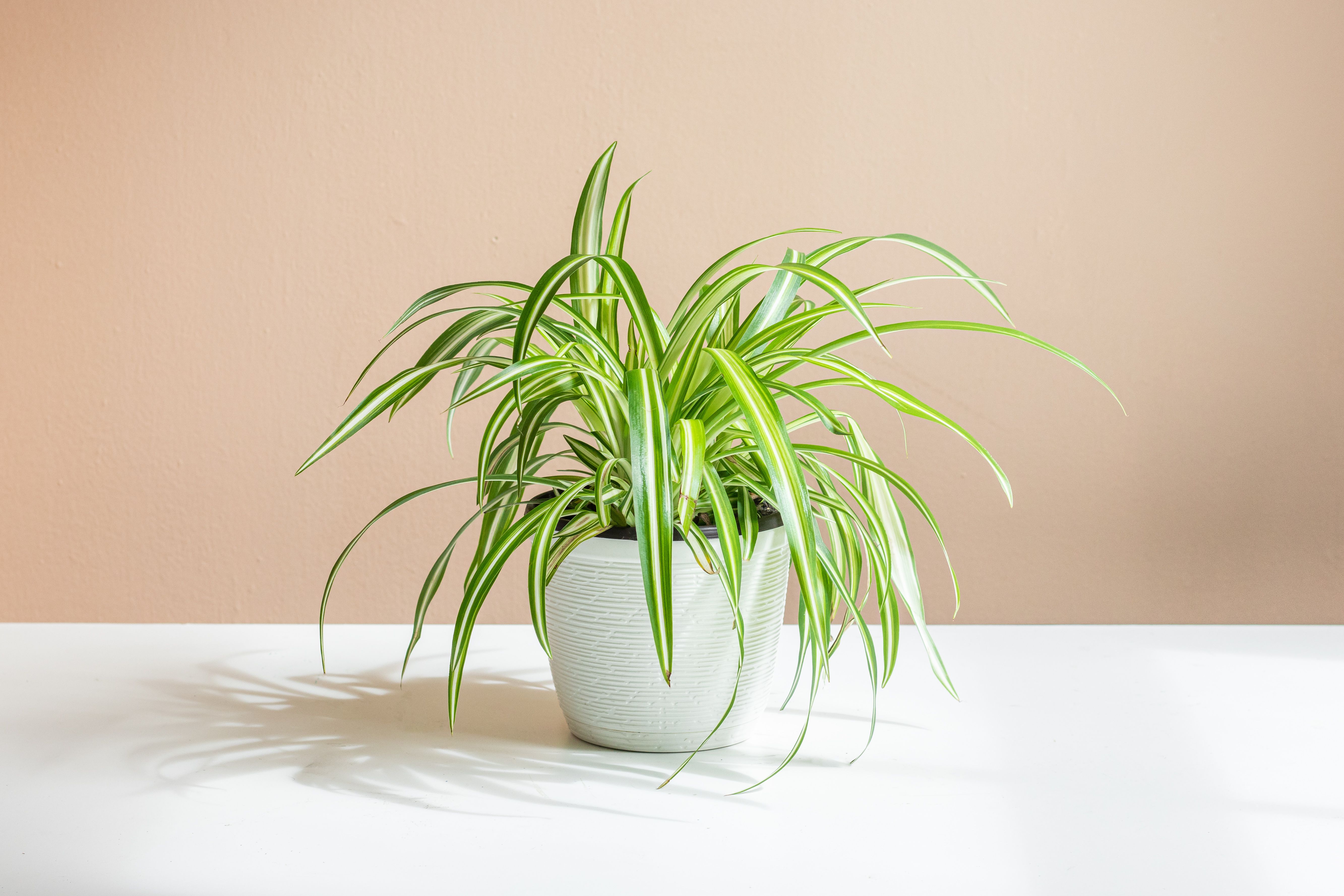 Lili Paris (Spider Plant) Cantik, Segar, dan Bikin Rumah Lebih Hidup - Pekanbaru