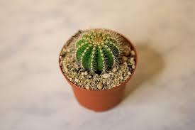 Parodia (Ball Cactus) – Kaktus Bulat Cantik, Simpel & Menawan untuk Dekorasi Rumah - Pekanbaru