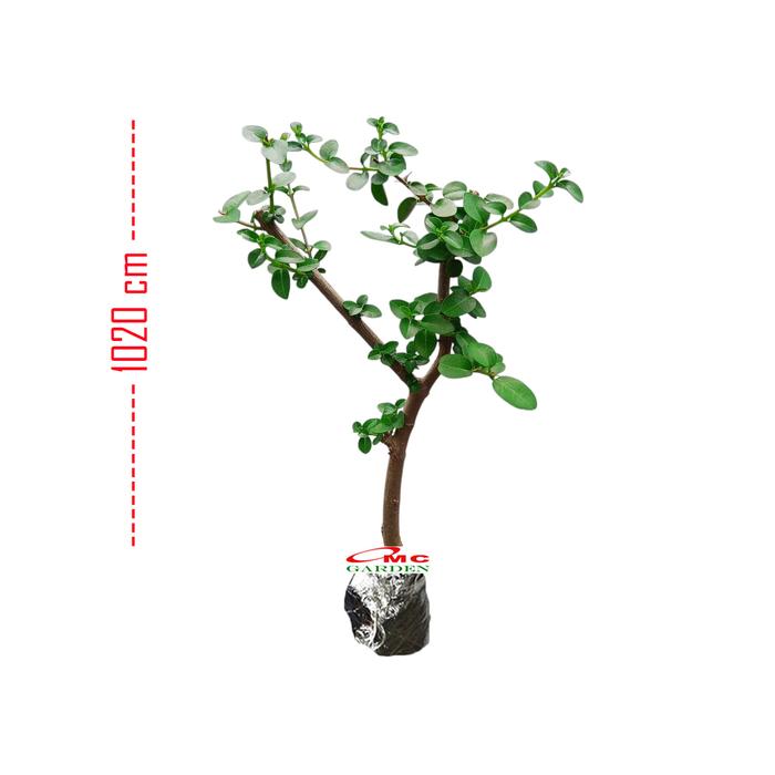 Sancang (Premna microphylla) – Tanaman Unik, Cantik & Penuh Manfaat untuk Rumah Anda - Pekanbaru