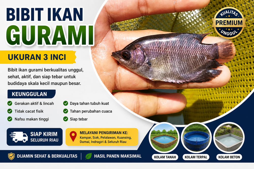 Bibit Ikan Gurami 3 Inci Pekanbaru Riau Berkualitas