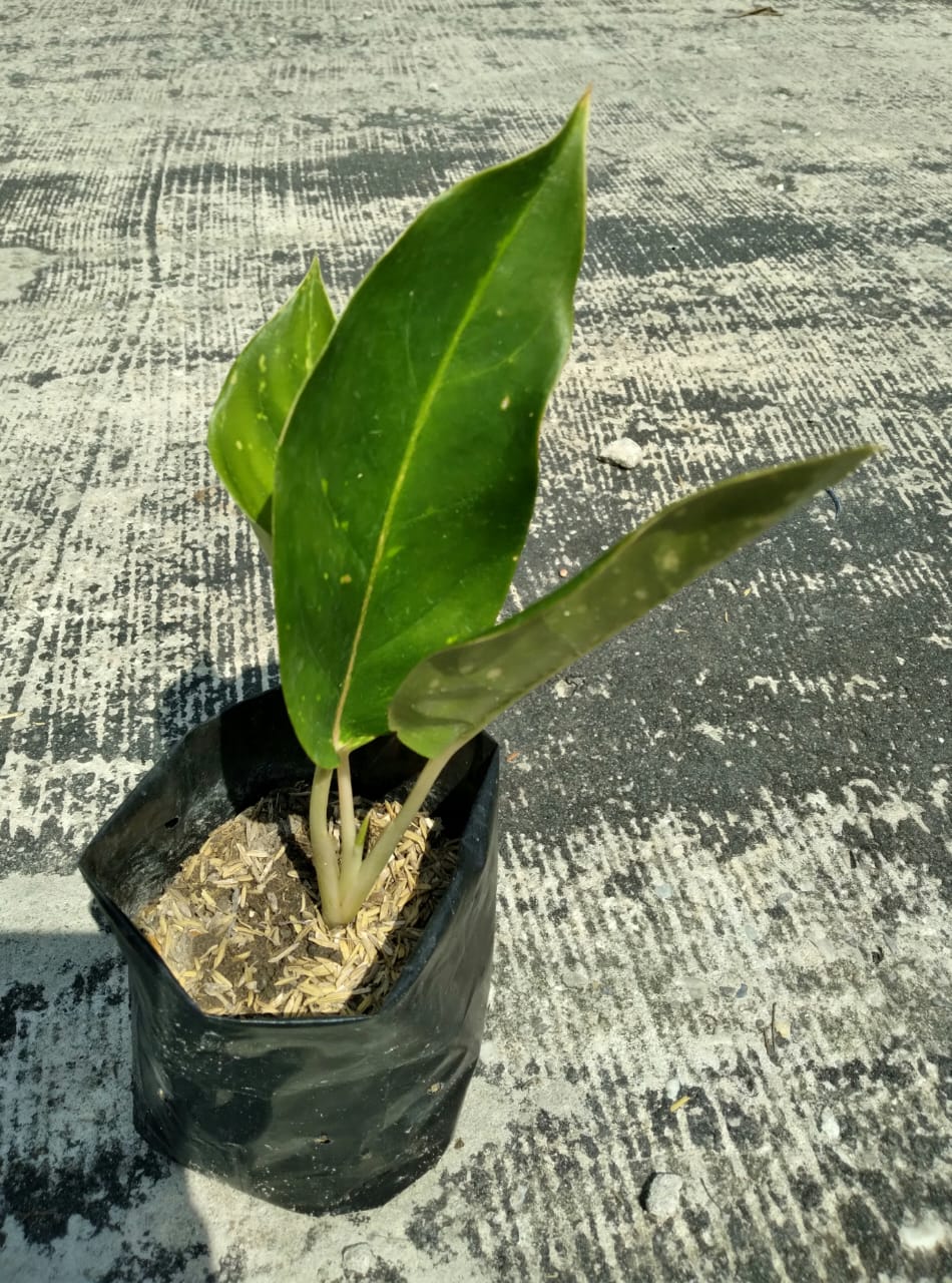 Jual Bibit Aglaonema Kochin Berkualitas- Pekanbaru