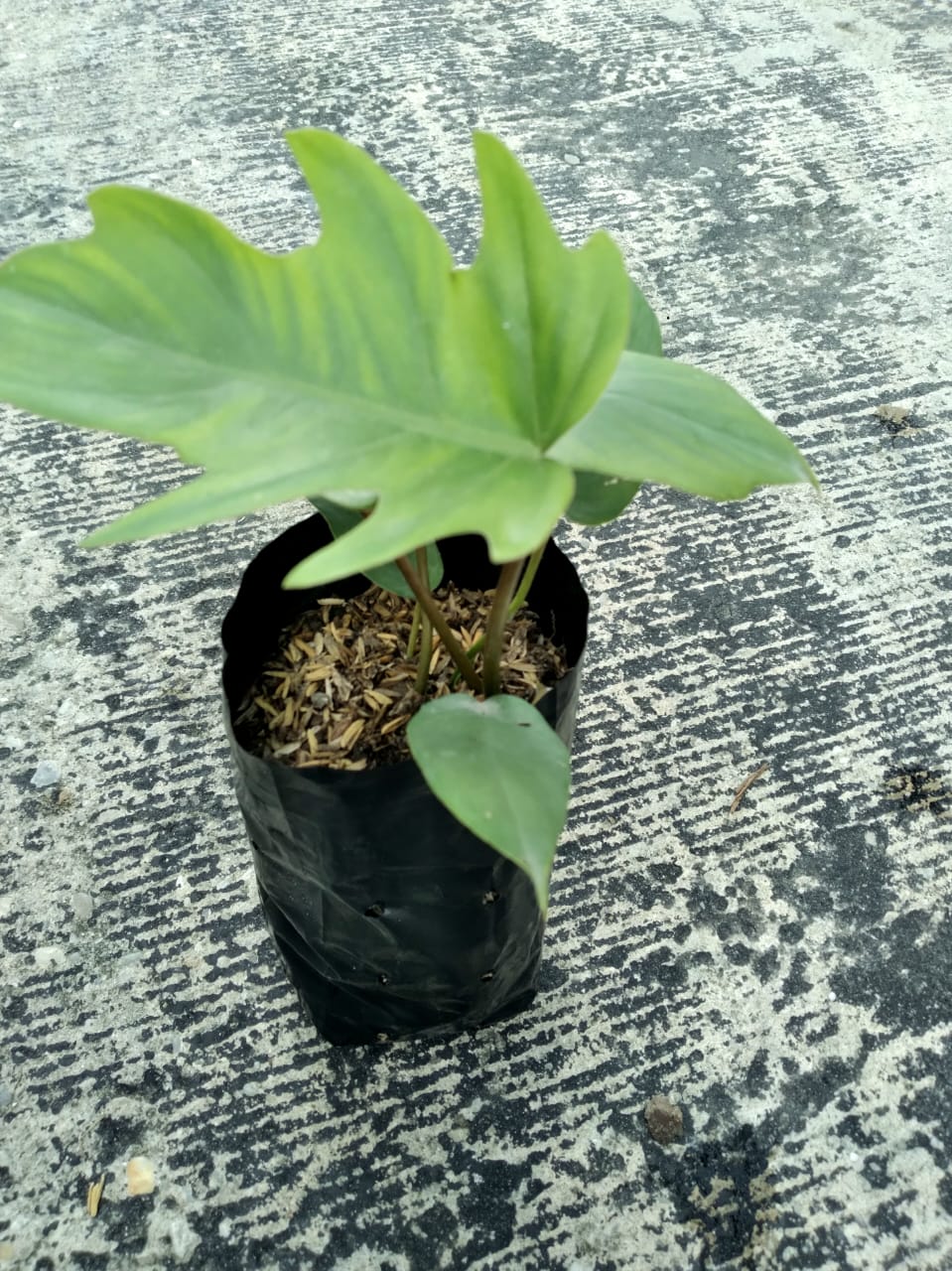 Jual Bibit Philodendron Tanaman Premium - Pekanbaru