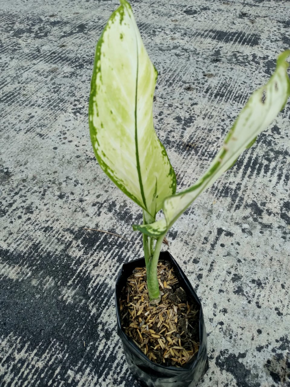 Jual Bibit Dieffenbachia Putih Berkualitas- Pekanbaru