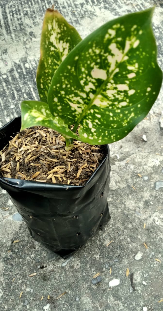 Jual Bibit Aglonema Ettarose Segar- Pekanbaru