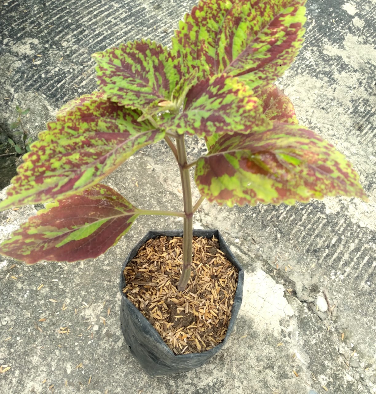 Bibit Bunga Miana Tricolour Import - Pekanbaru