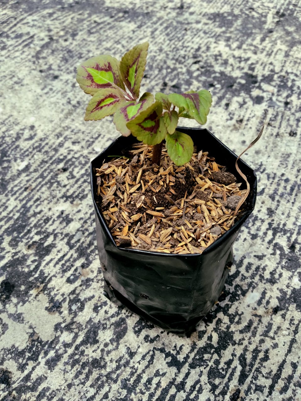 Jual Miana Bibit Bolu Pandan Segar - Pekanbaru