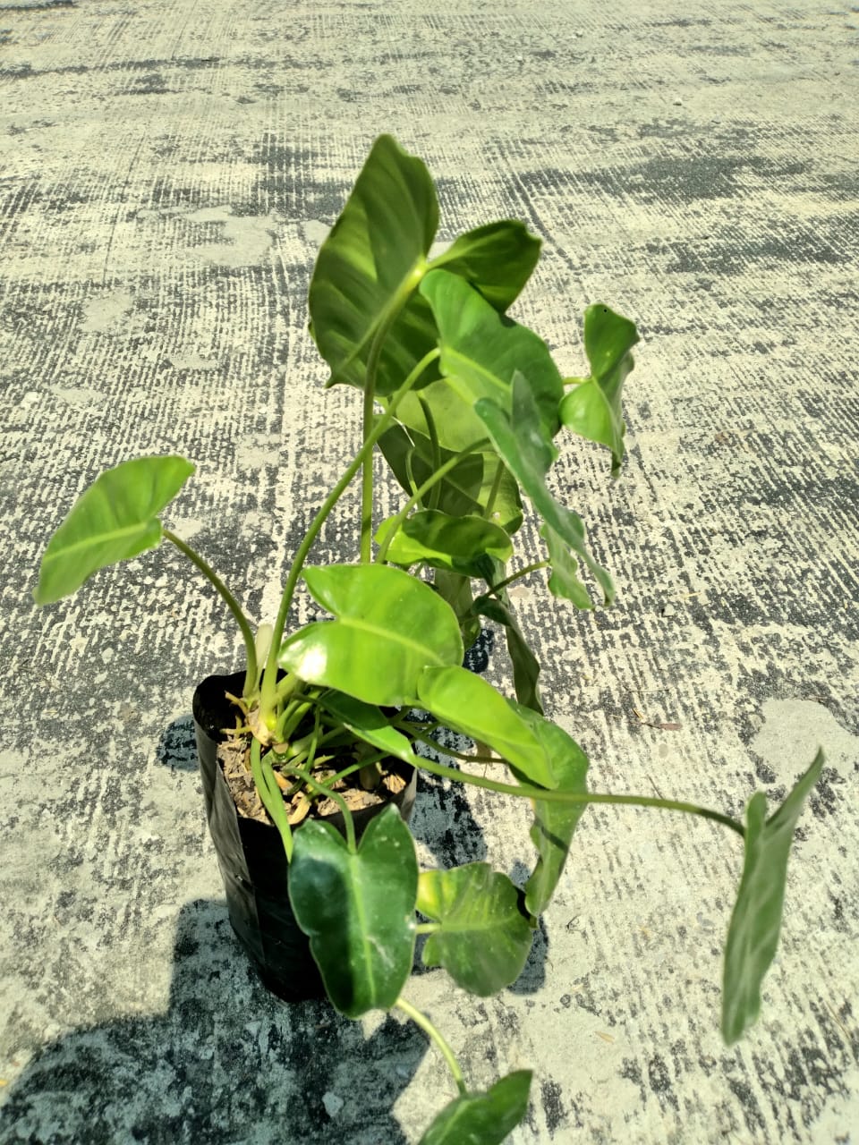 Jual Bunga Philodendron Brekele – Daun Eksotis - Pekanbaru